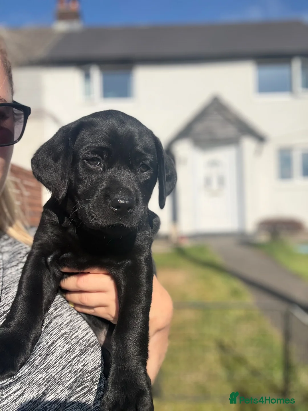 Labrador Retriever dogs for sale: 1 black male labrador puppy - Advert 1