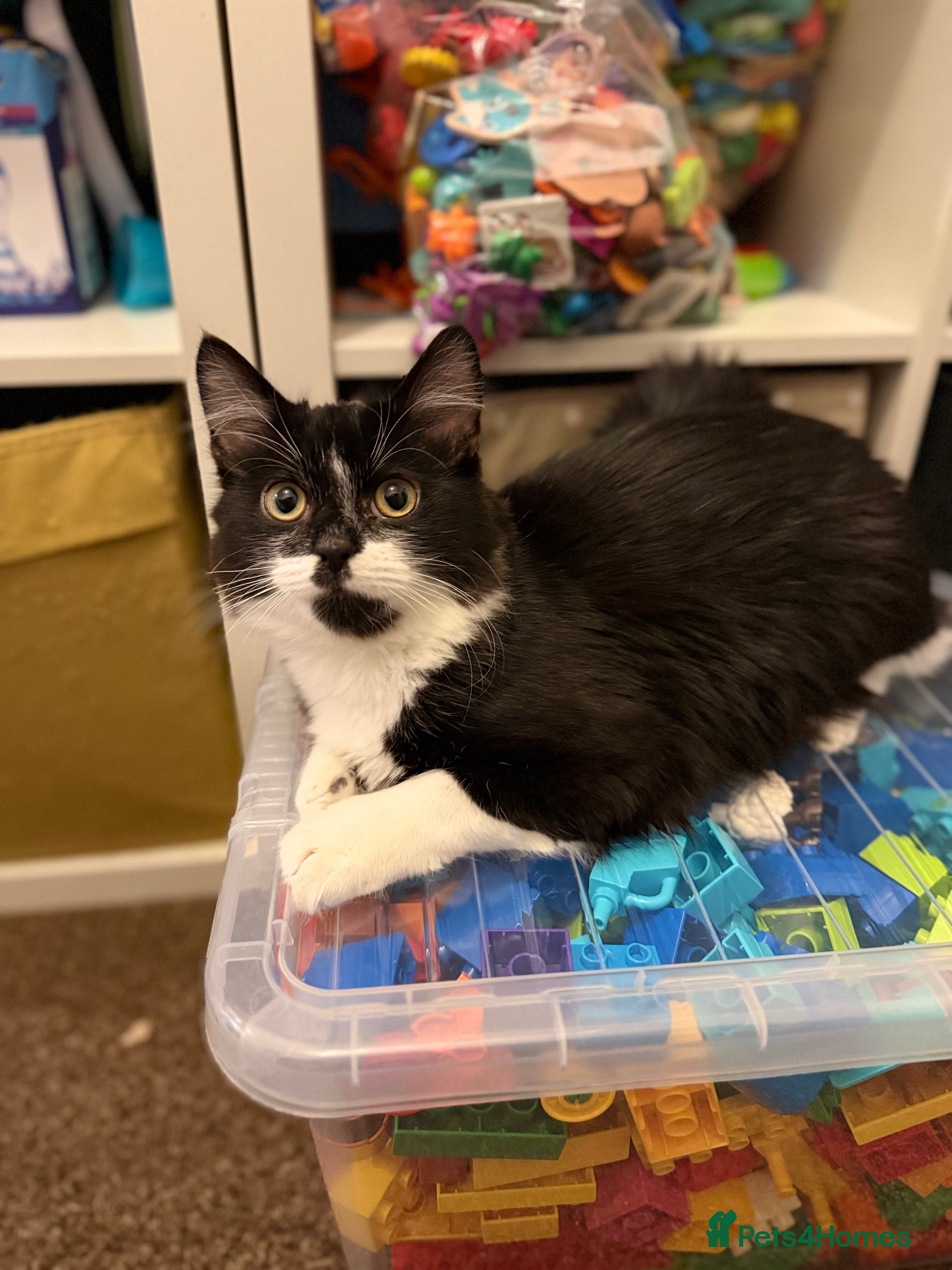 Domestic Shorthair cats Need to rehome this little boy  - Advert 1