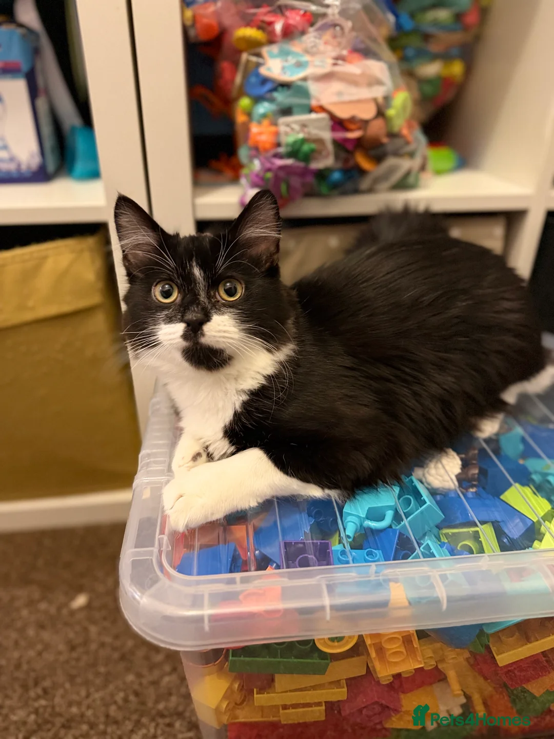 Domestic Shorthair cats for sale: Need to rehome this little boy  - Advert 1