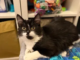 Domestic Shorthair cats Need to rehome this little boy - Advert 7