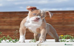 Old Tyme Bulldog dogs for sale: 5⭐️RATED, LICENSED. 23 YEARS EXPERIENCE  - Image 3