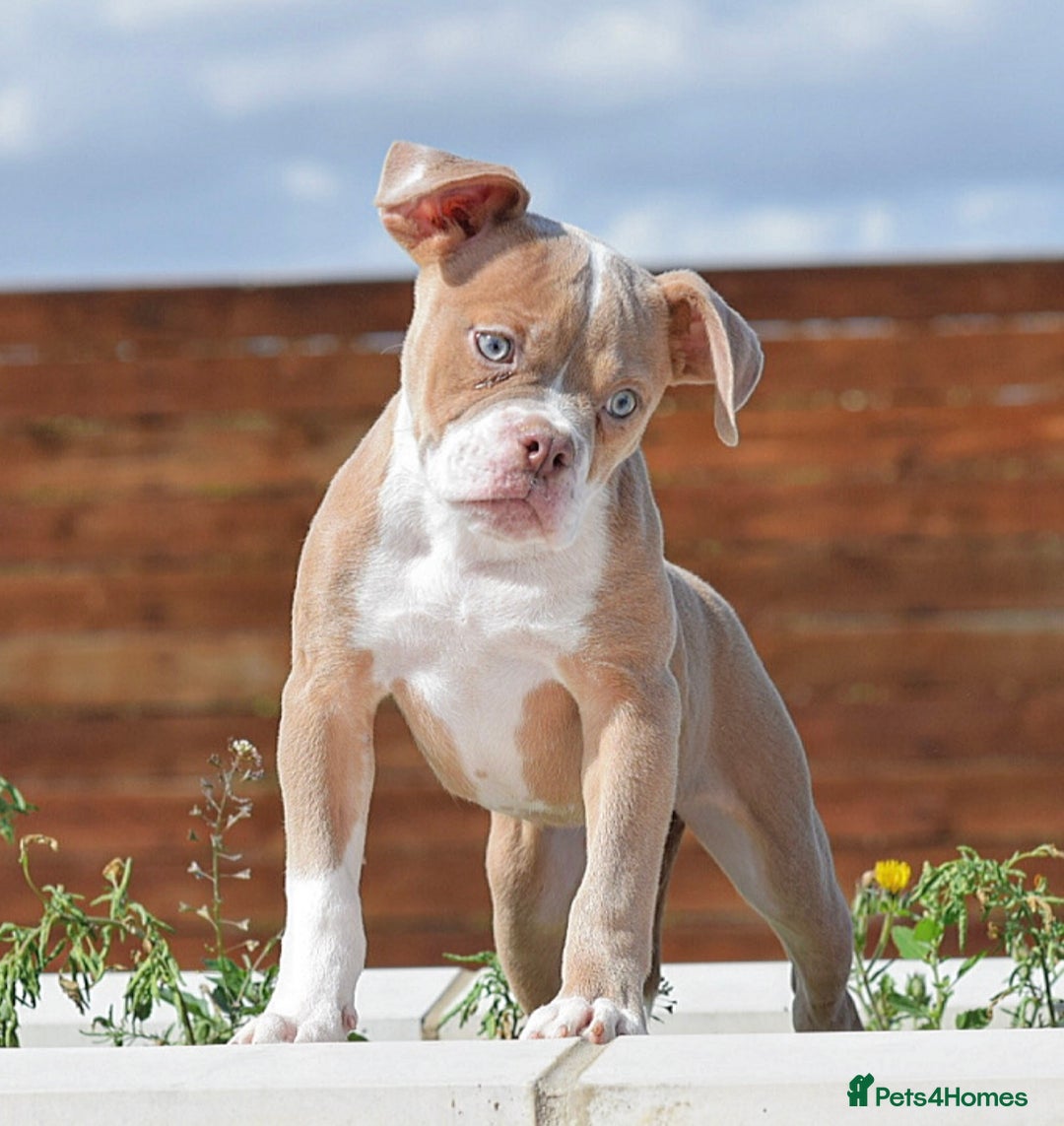 Old Tyme Bulldog dogs for sale: 5⭐️RATED, LICENSED. 23 YEARS EXPERIENCE  - Image 3