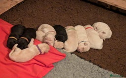 Mixed Breed dogs for sale: Golden Shepherd puppies  - Image 6