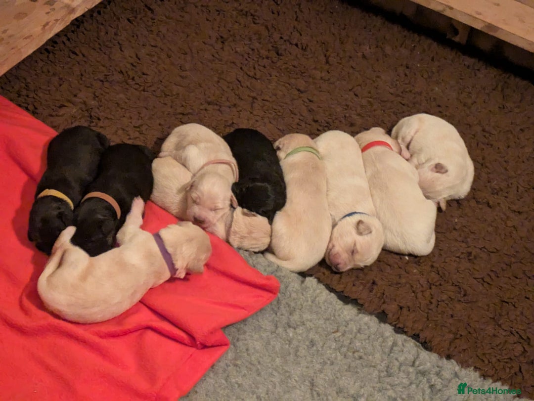 Mixed Breed dogs for sale: Golden Shepherd puppies  - Image 6