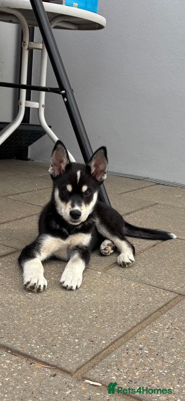 Mixed Breed dogs Husky x Labrador  - Advert 3