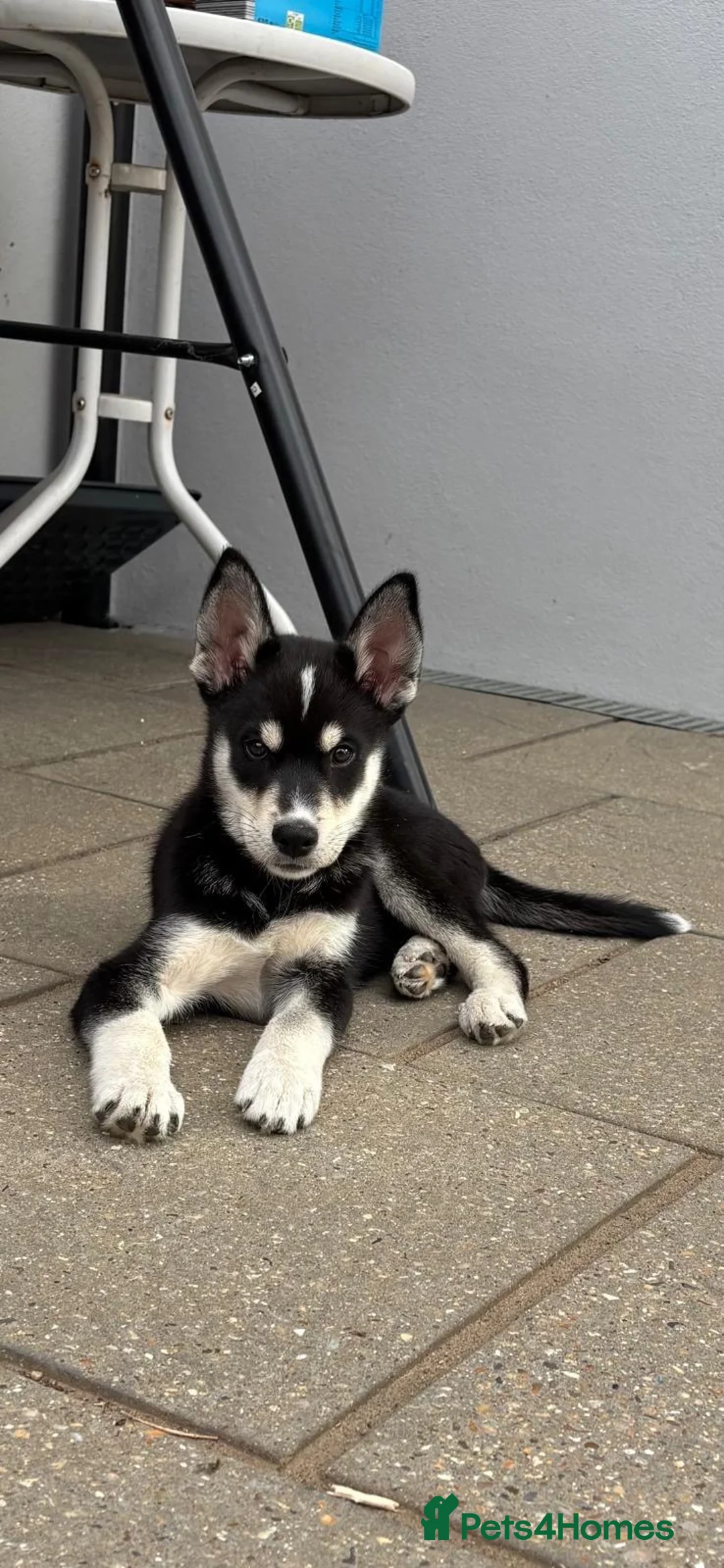 Mixed Breed dogs for sale: Husky x Labrador  - Advert 1