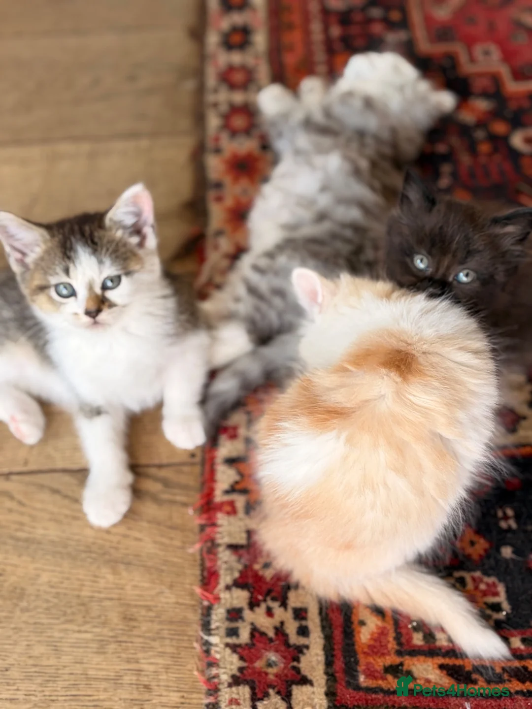 Scottish Fold cats for sale: GORGEOUS SCOTTISH FOLD X EXOTIC PERSIAN KITTENS - Advert 25