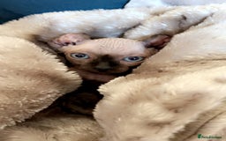 Sphynx cats for stud: Male stud wanted  - Image 8