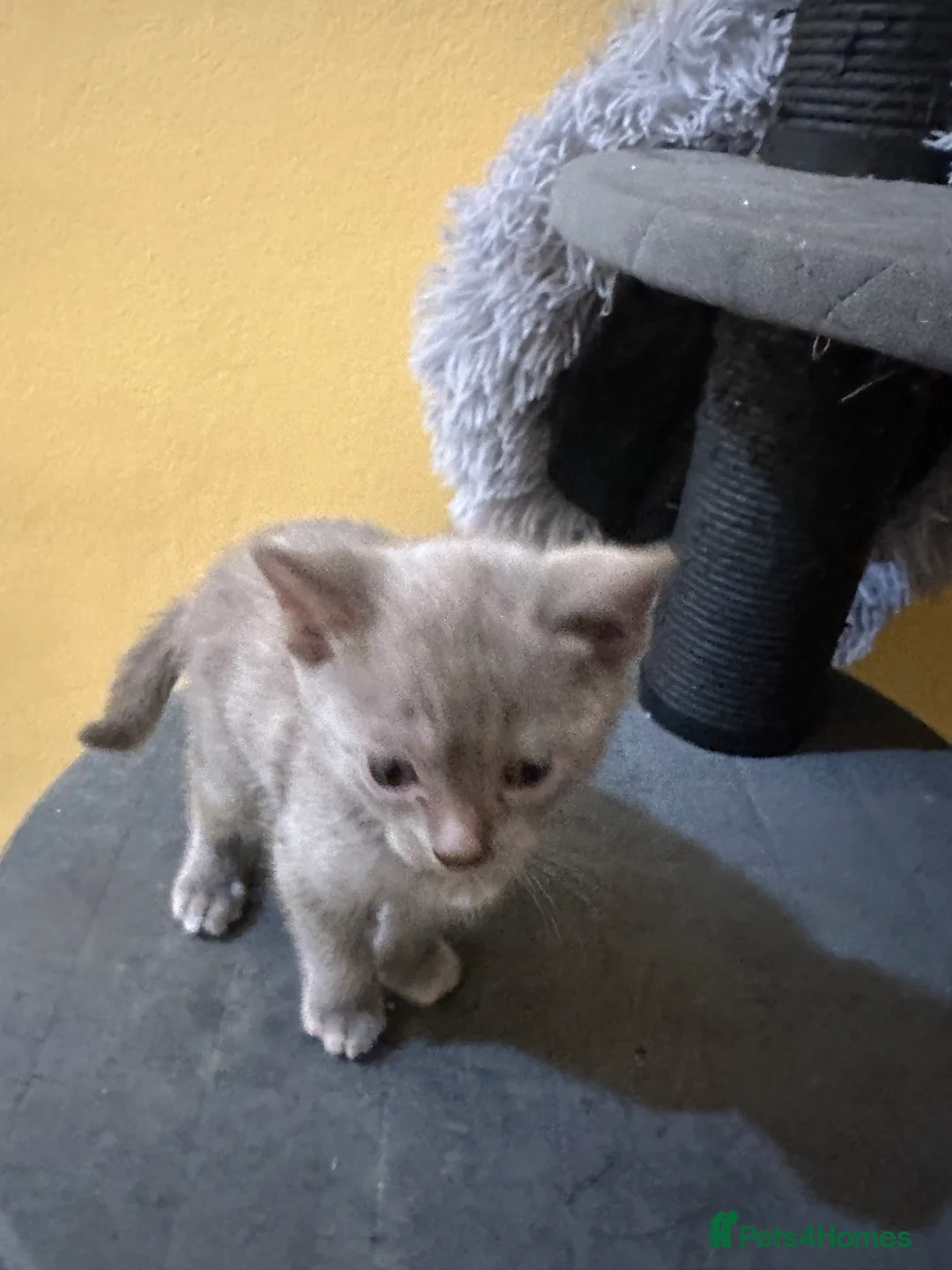 Bengal cats for sale: 2 Smokey Blue Male Bengals 1 Female Tanny - Advert 7