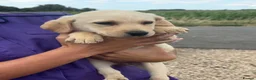 Labrador Retriever dogs for sale: Labrador puppies ready to leave! - Advert 8