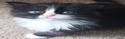 Ragdoll cats for sale: CUTE SOLID RAGDOLL KITTENS  - Advert 1