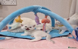 British Shorthair cats for sale: British Shorthair Silver Chinchilla  - Image 26