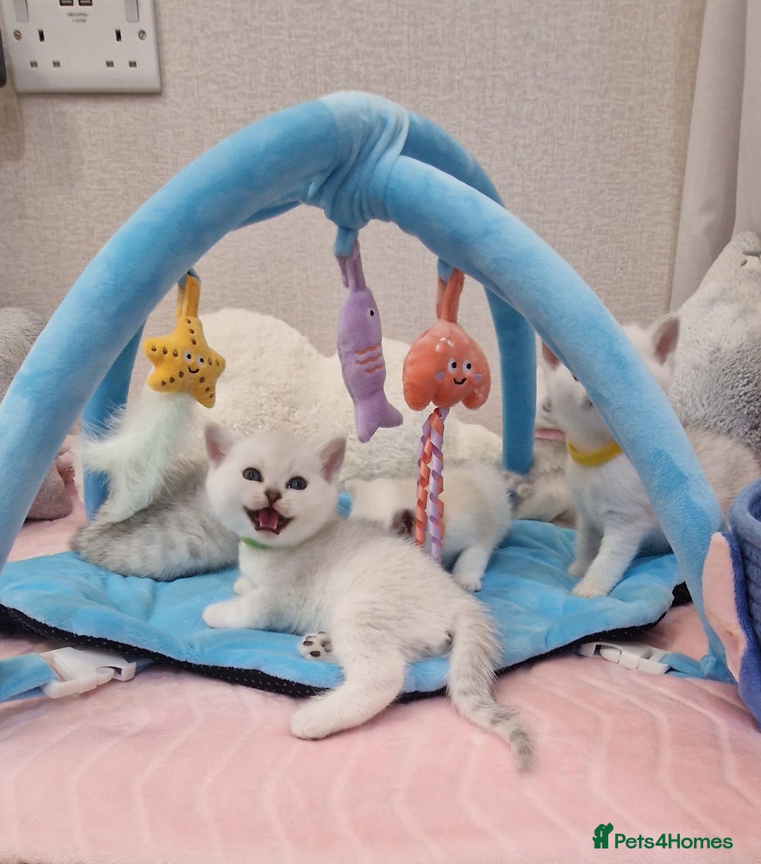 British Shorthair cats for sale: British Shorthair Silver Chinchilla  - Image 26