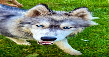 Siberian Husky dogs - Advert 2