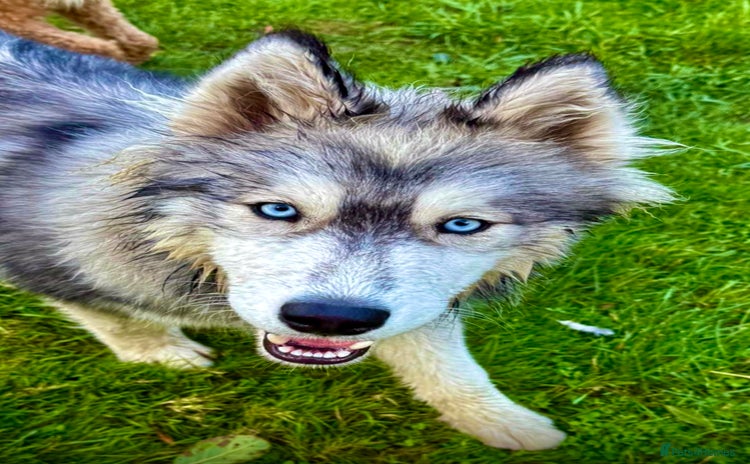 Siberian Husky dogs - Advert 1