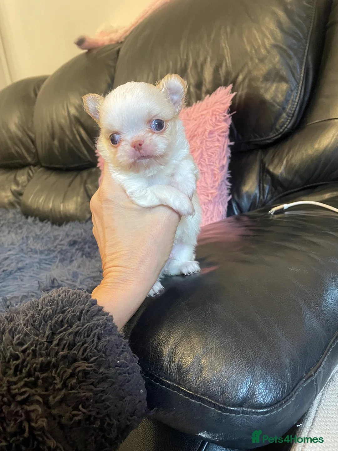 Chihuahua dogs for sale: Gorgeous  little  Longcoat Boy Kc 🌟🌟🌟🌟🌟 - Advert 32
