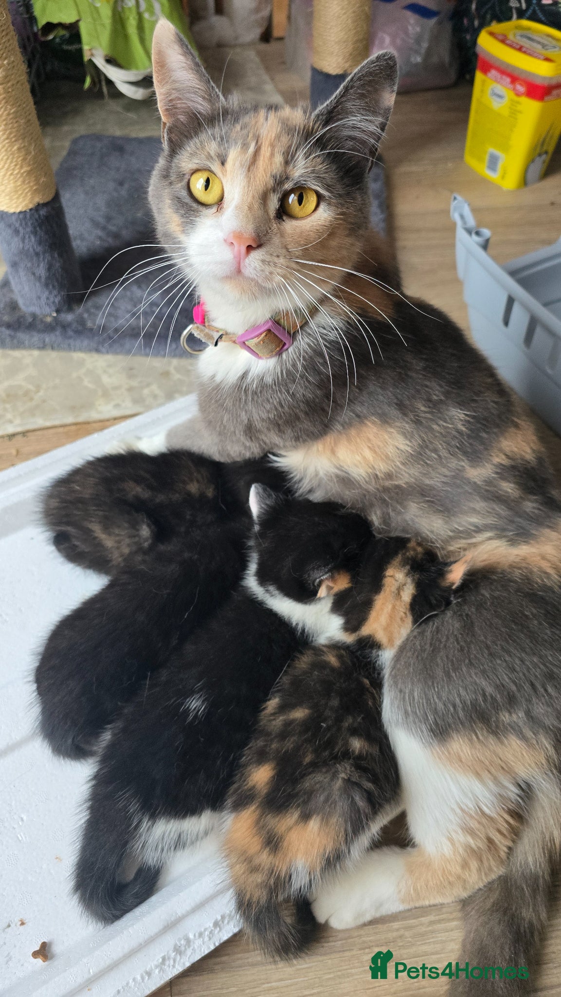 Mixed Breed cats Lovely 3 kittens 😸 2girls 1boy  - Advert 6