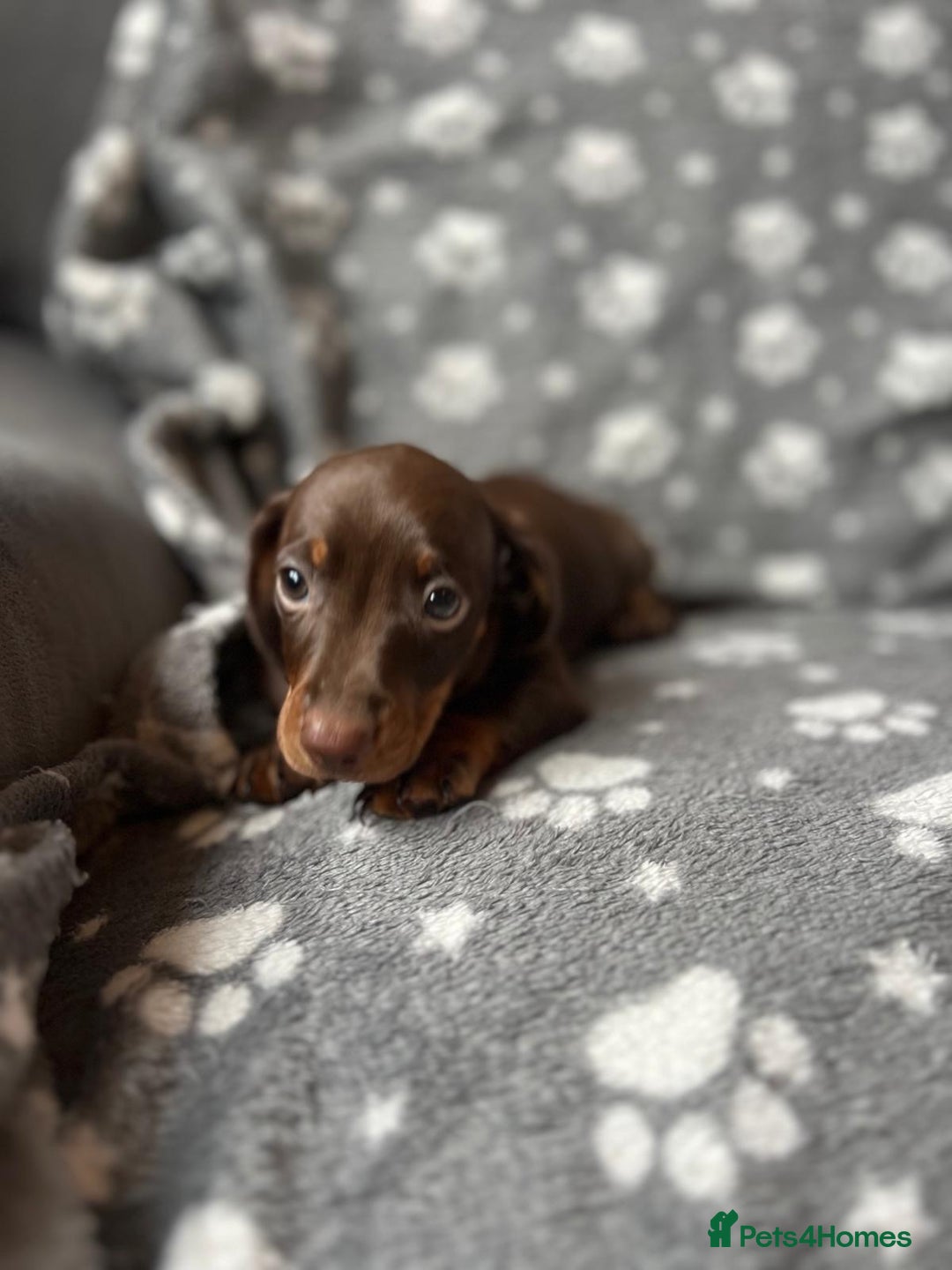 Miniature Dachshund dogs for sale: Miniature Dachshund Puppies  - Image 18