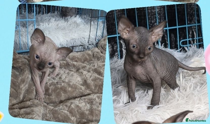 Sphynx cats 3 Stunning TICA Registered Sphynx Boys - Advert 9
