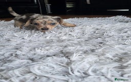 Mixed Breed dogs for sale: Mini dachshunds for sale - Image 9