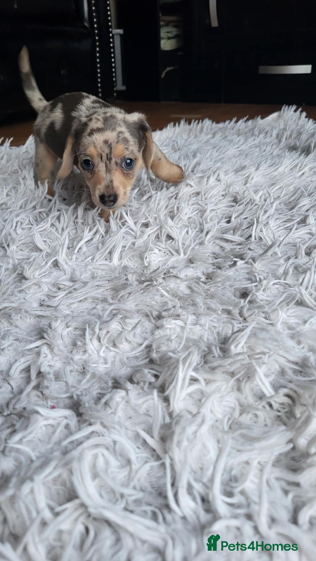 Mixed Breed dogs for sale: Mini dachshunds for sale - Image 9