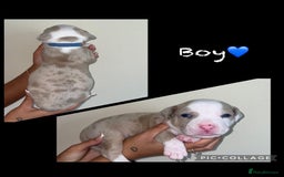 Mixed Breed dogs for sale: Ready to leave Staff x bulldog puppies  - Image 19