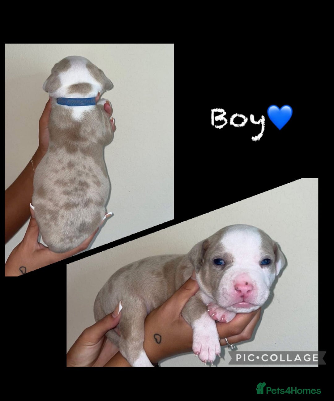 Mixed Breed dogs for sale: Ready to leave Staff x bulldog puppies  - Image 19