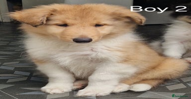 Mixed Breed dogs - Advert 9