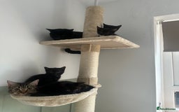 Mixed Breed cats for sale: 3 Female Ghost Tabby’s For Sale - Image 10