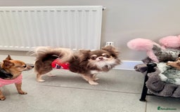 Chihuahua dogs for sale: 💜 Stunning KC lilac and tan male Chihuahua 💜  - Image 4
