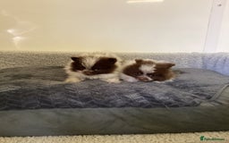 Pomeranian dogs for sale: Pomeranian  - Image 16