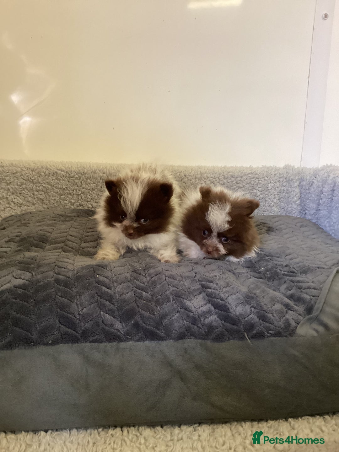 Pomeranian dogs for sale: Pomeranian  - Image 16