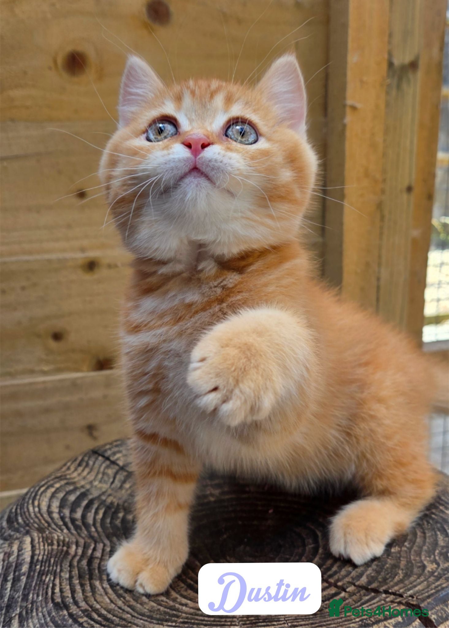 British Longhair cats 💖 2 British Tabby SH/LH Cuties 💖 - Advert 2