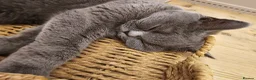 British Shorthair cats for sale: British shorthair  - Advert 5
