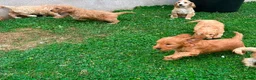 Cockapoo dogs for sale: Chunky Cockapoo Puppies - Advert 4