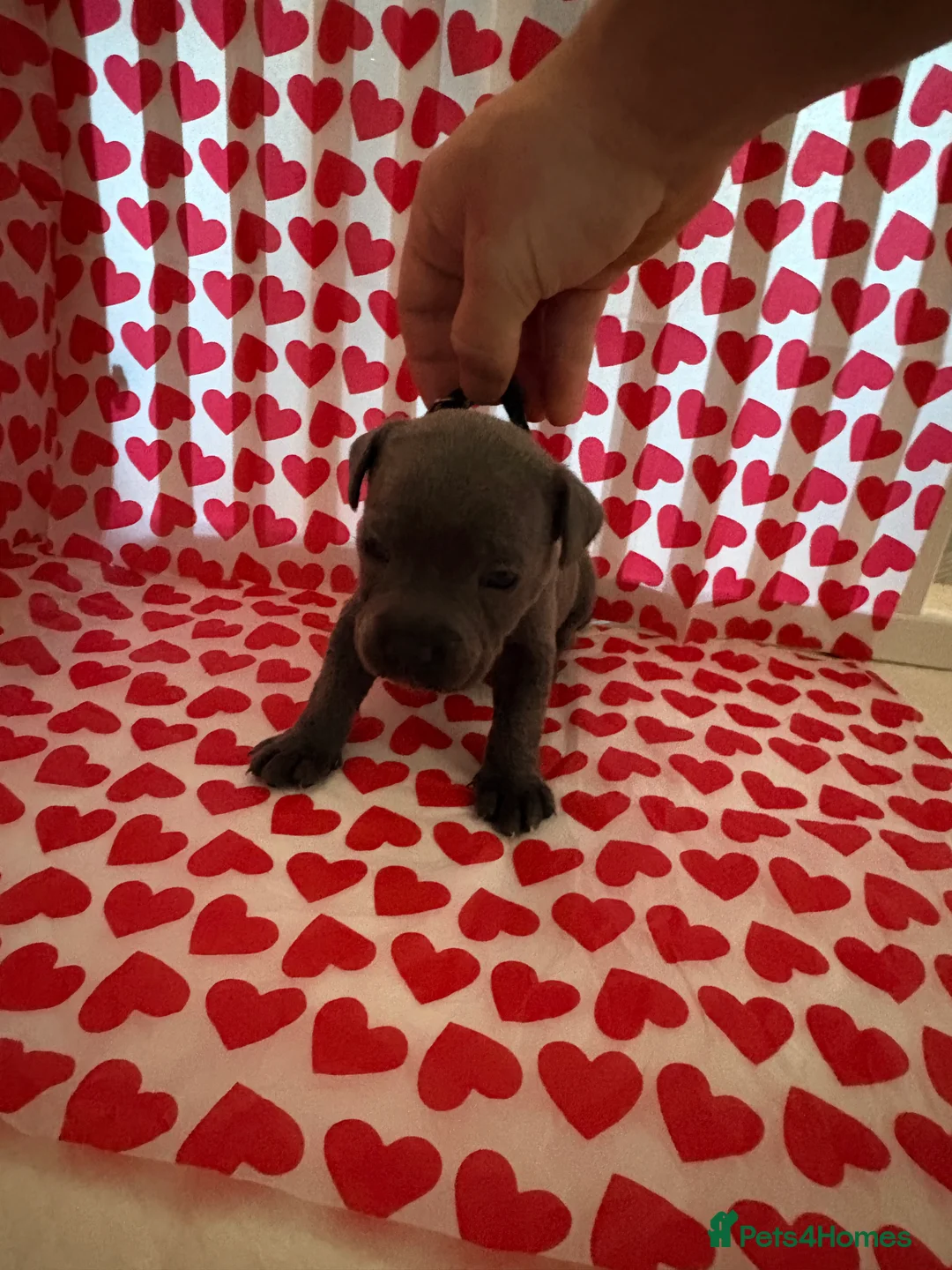 Staffordshire Bull Terrier dogs for sale: Blue staffy puppies, kent - Advert 11