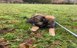 Mixed Breed dogs for adoption: Meet Little BEAR, a Lovely but naughty Boy... - Image 4