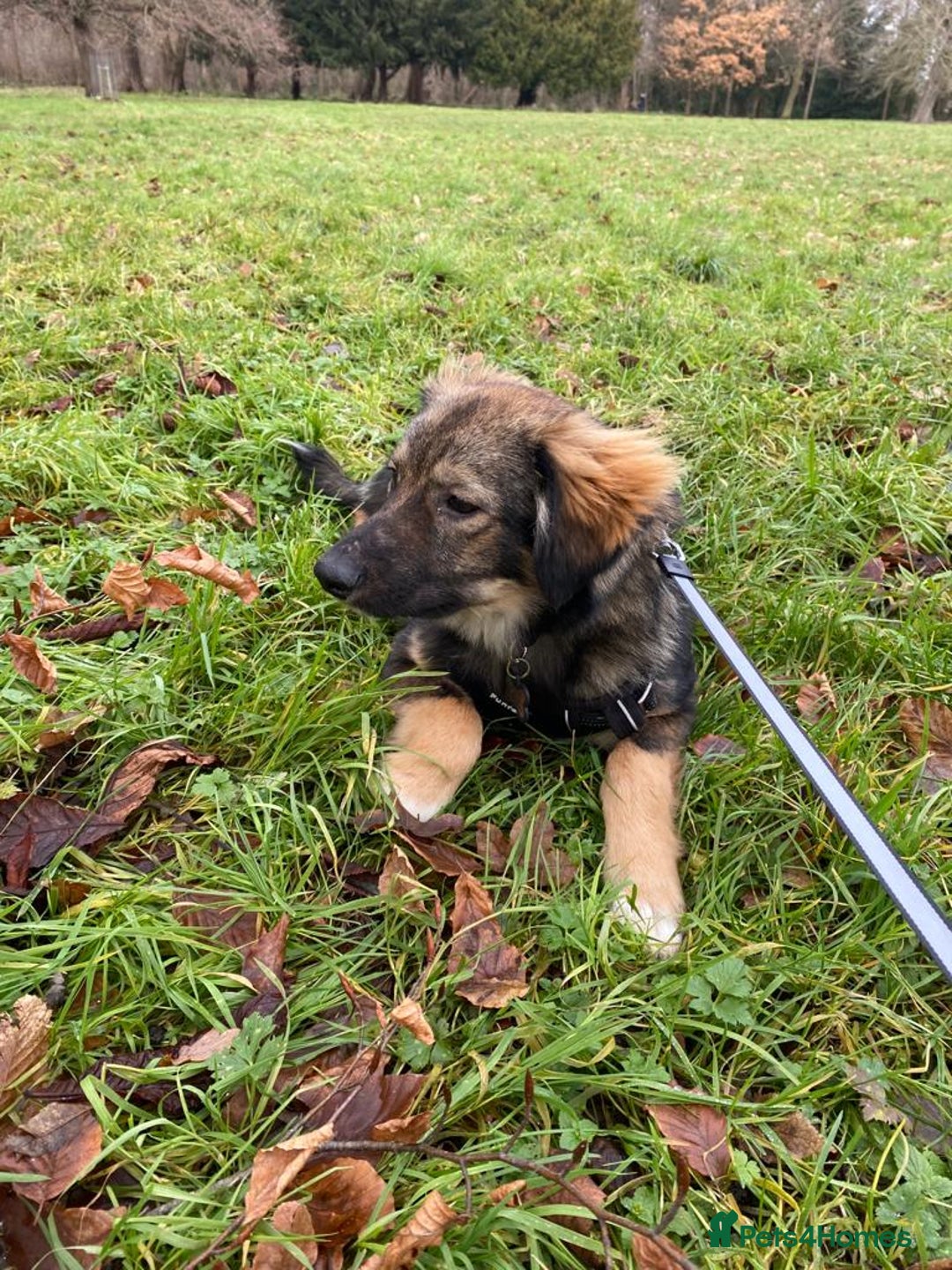 Mixed Breed dogs for adoption: Meet Little BEAR, a Lovely but naughty Boy... - Image 4