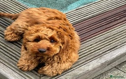 Cockapoo dogs for sale: gorgeous 7-month-old male Cockapoo  - Image 4