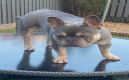 French Bulldog dogs for stud: LOKI “THE SON OF MISCHIEF” lilac Tan  in Coatbridge - Image 5