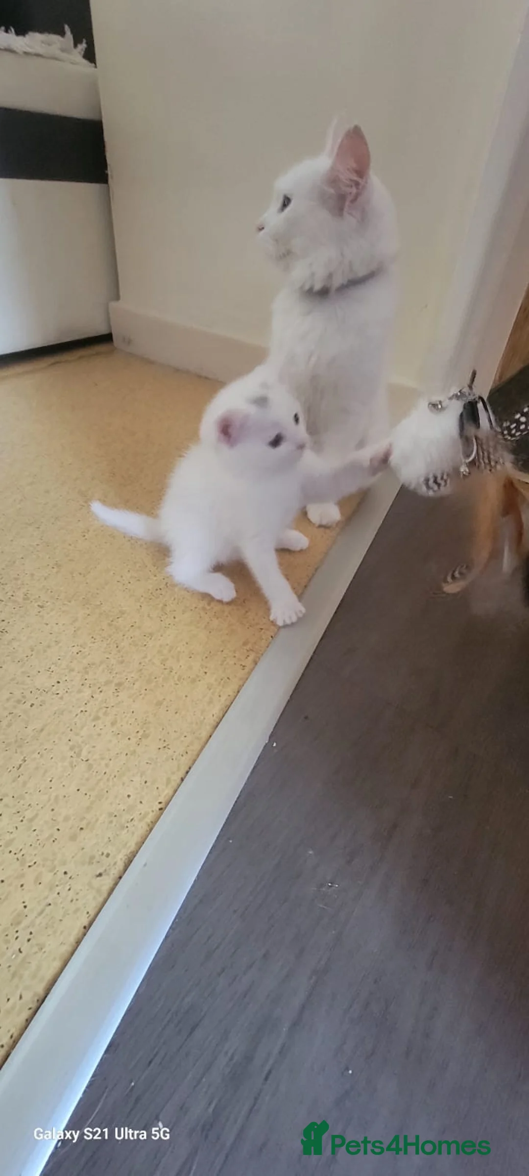 Turkish Angora cats for sale: White fluffy, turkish angora kittens  - Advert 14