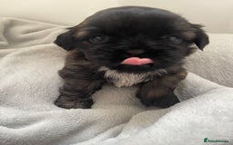 Shih Tzu dogs for sale: Kc Standard Shih Tzu puppies - Image 1