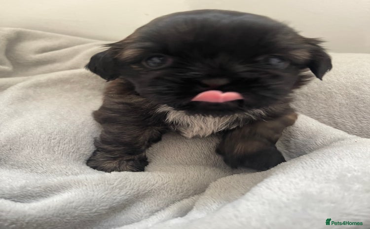 Shih Tzu dogs - Advert 1