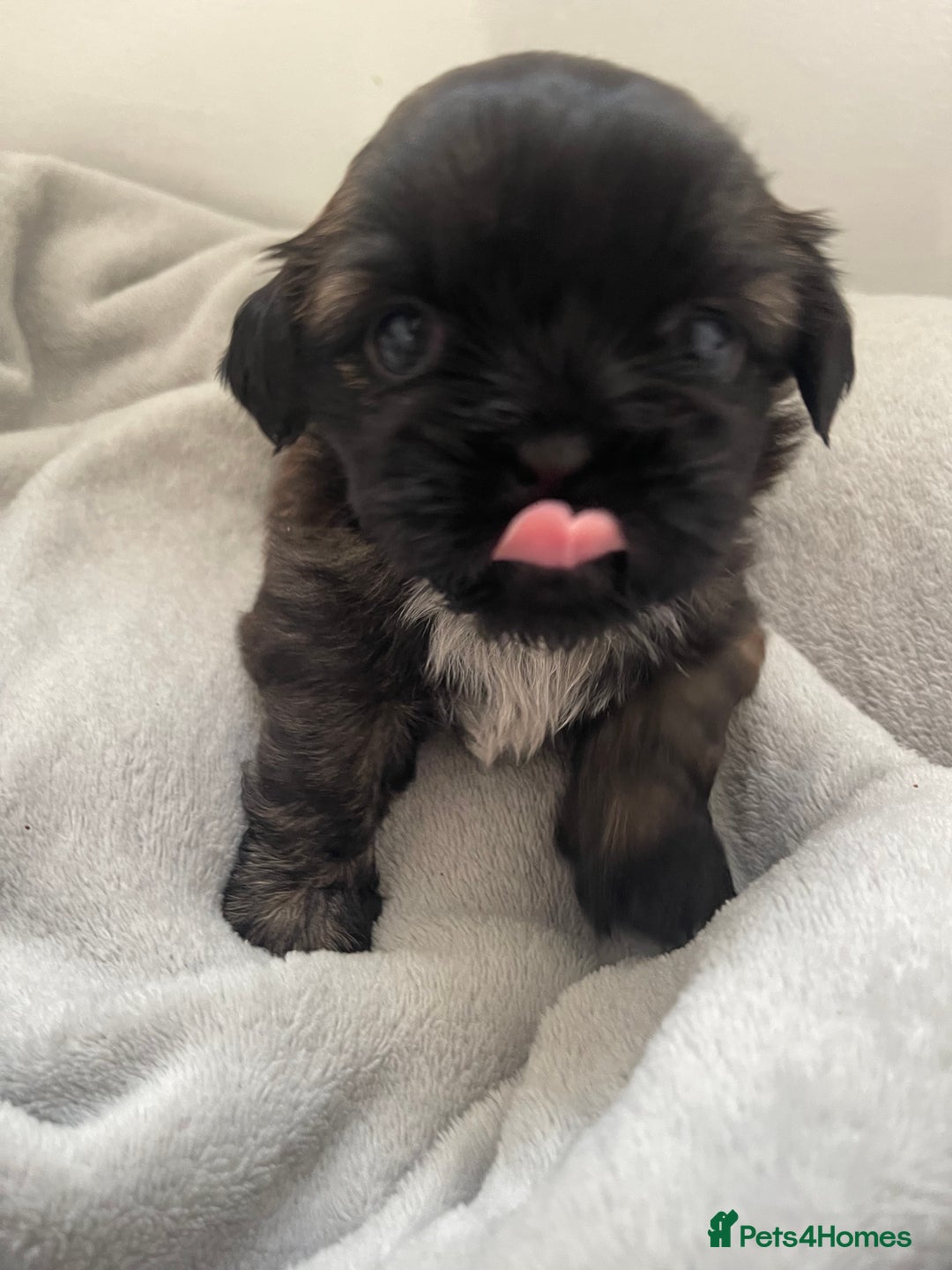 Shih Tzu dogs for sale: Kc Standard Shih Tzu puppies - Image 1