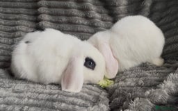 Mini Lop rabbits for sale: BEAUTIFUL MINI LOP BABIES READY NOW  - Image 3
