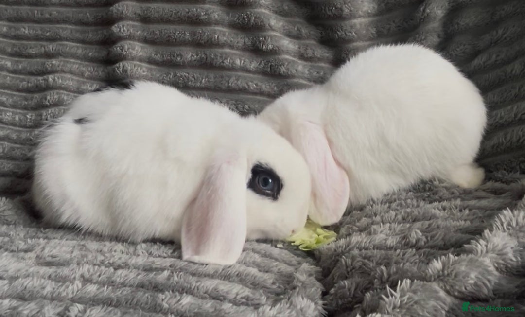 Mini Lop rabbits for sale: BEAUTIFUL MINI LOP BABIES READY NOW  - Image 3