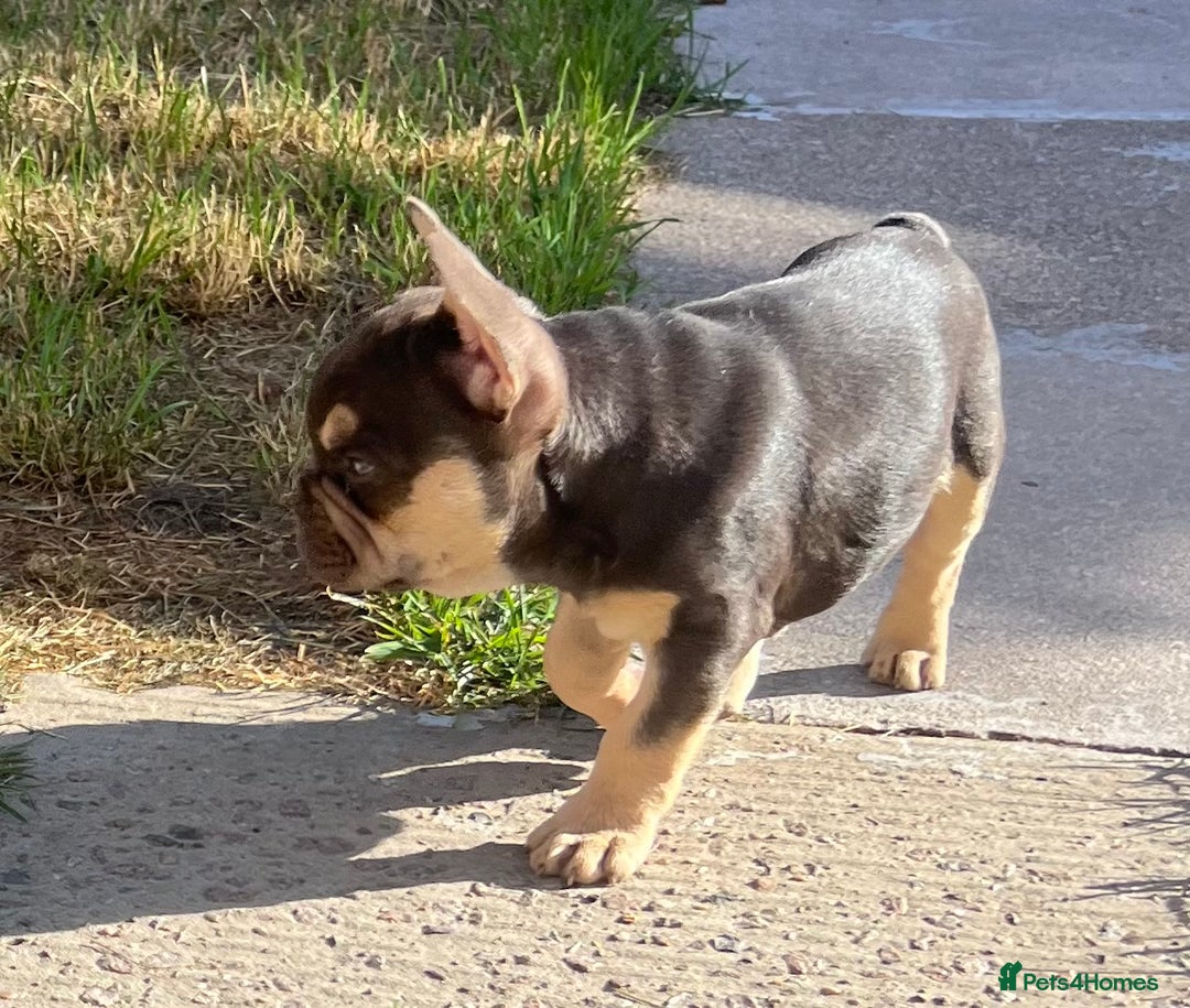 French Bulldog dogs for sale: French bulldog puppy  - Image 2