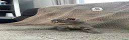British Shorthair cats for sale: Half British shorthair kittens  - Advert 15