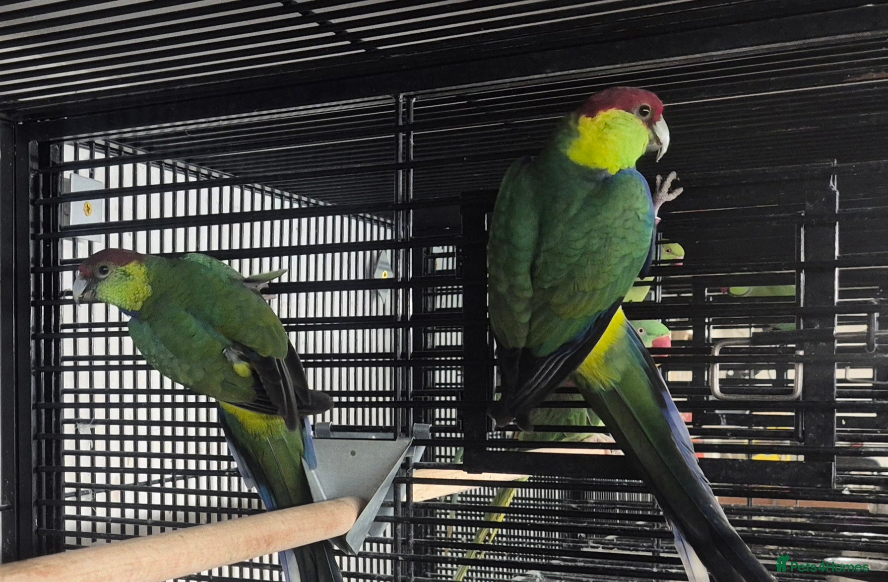 Parakeets birds Finches canarys doves parakeet  - Advert 13