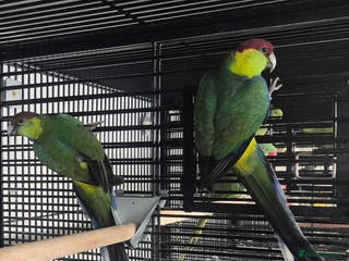 Parakeets birds Finches canarys doves parakeet - Advert 13